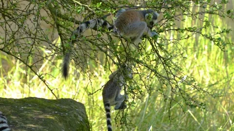 Close up view of ring-tailed lemur Stock Footage 254999368