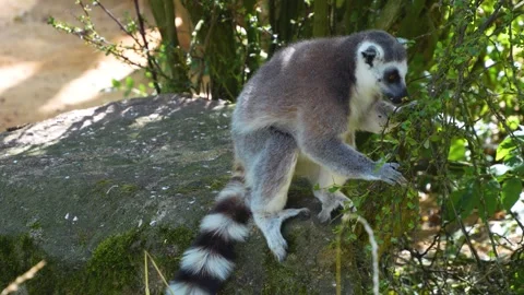 Close up view of ring-tailed lemur Video stock 254999645