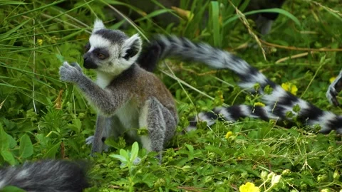 Close up view of a ring-tailed lemur Stock Footage 254999940