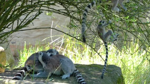 Close up view of a ring-tailed lemur Stock Footage 255000008