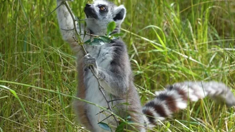 Close up view of a ring-tailed lemur Stock Footage 255000164