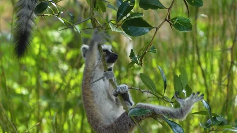 Close up view of a ring-tailed lemur Stock Footage 255000191