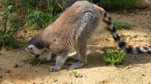 Close up view of a ring-tailed lemur Stock Footage 255000389