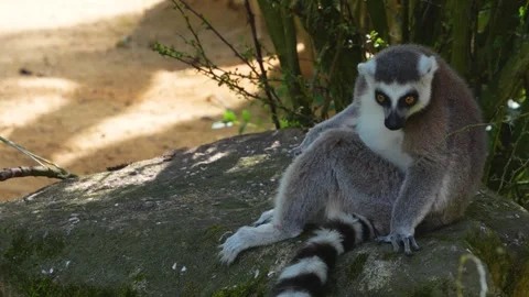 Close up view of a ring-tailed lemur Stock Footage 255000636