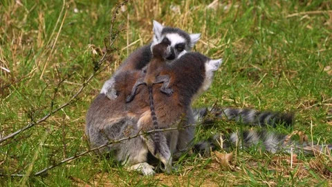 Close up view of a ring-tailed lemur bybies. Stock Footage 270852920