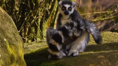 Close up view of a ring-tailed lemur Stock Footage 270864075