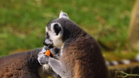 Close up view of a ring-tailed lemur Stock Footage 270865112