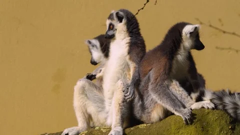 Close up view of a ring-tailed lemur Stock Footage 270893323