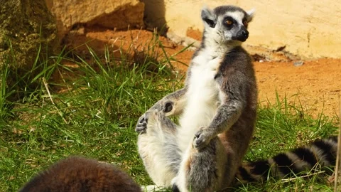 Close up view of ring-tailed lemur  Stock Footage 271202937
