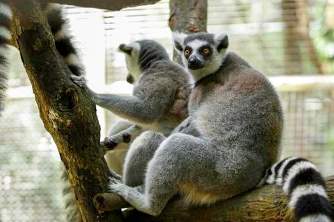Close up view of ring-tailed Lemur (Lemur catta) at zoo. Wildlife animals. Stock Photos