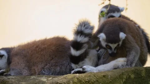 Close view of ring-tailed lemurs Stock Footage 253493040