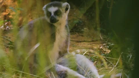 Close view of ring-tailed lemurs Stock Footage 253495765