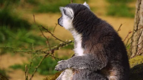 Close up view of ring-tailed lemurs Stock Footage 270573652