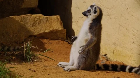 Close up view of ring-tailed lemurs Stock Footage 271202050