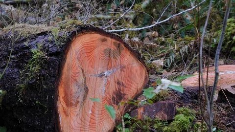Close view rings on a tree that was cut down in the forest. Stock Footage 121358814
