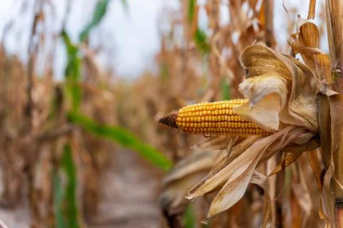 A close-up view of a ripe corn cob still attached to its dried husk, surrou.. Stock Photos