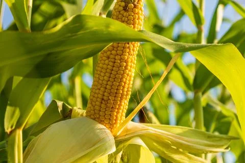 Close view of a ripe corn cob surrounded by green leaves, showcasing the gr.. Stockfoto's