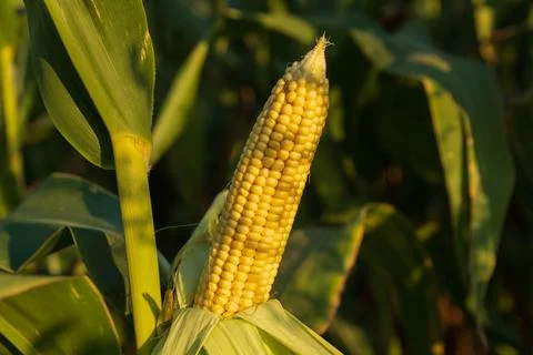 A close-up view of a ripe corn ear standing prominently among vibrant green. Stock Photos