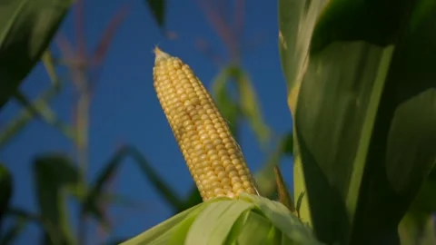 A close view of a ripe ear of corn growing amid green leaves. Stock Footage 286990868