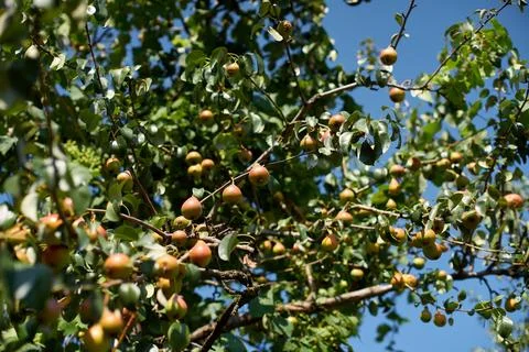 Close-up view of ripe fresh pears hanging on branches of a fruitful pear tree Stock Photos