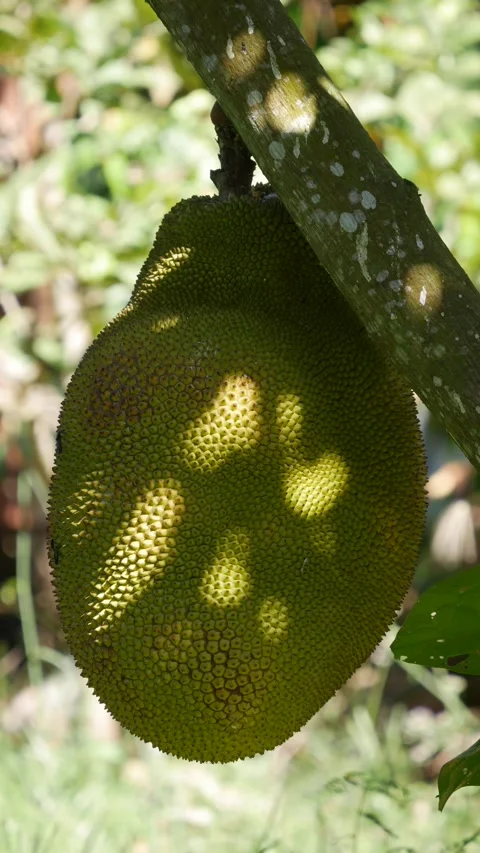 Close view of a ripe green jackfruit hanging on a tree in a tropical garden with Stock Footage 343708114