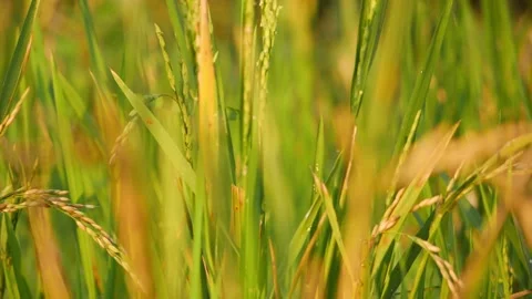 Close-up view of ripe paddy crop in the fields Stock Footage 151961029