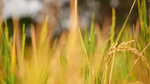 Close-up view of ripe paddy crop in the fields Stock-Footage 151961056