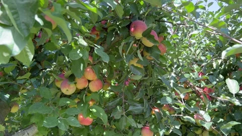 Close-up view of ripe red apples on the tree, fall harvest Stock Footage 286729101