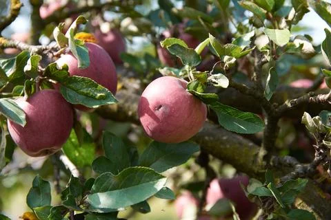 Close-up view of ripe red apples hanging on tree branches with green leaves Stock Photos