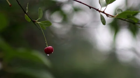 Close-up view on ripe red cherries shaking on the wind after rain Video stock 65386643