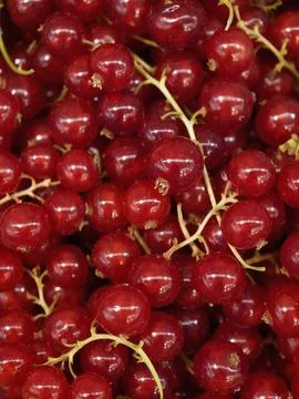 Close view of ripe red currants clustered on pale stems with glossy skins, .. Stock Photos