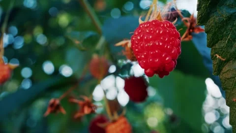 Close up view of ripe red raspberry hanging on bush during daytime motion. Stock Footage 339764113
