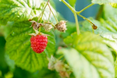 Close up view of a ripe red raspberry fruit in a garden. Foto stock