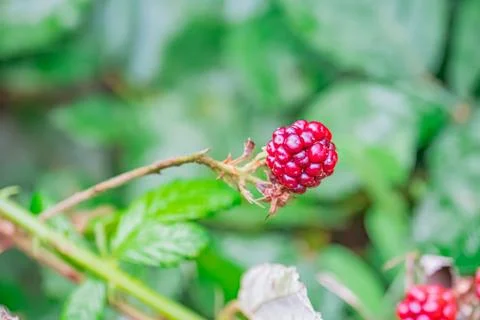 Close-up view of a ripe red raspberry bush with scattered berries and wilted  Foto stock