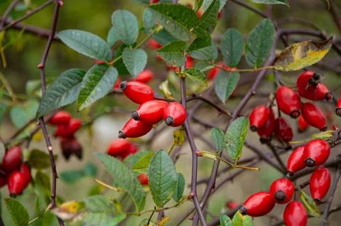 Close up view of ripe red rose hip fruits hanging on a thorny branch with g.. Stock Photos