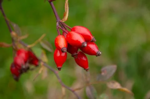 Close up view of ripe red rose hip fruits hanging on a slender branch again.. Stock Photos