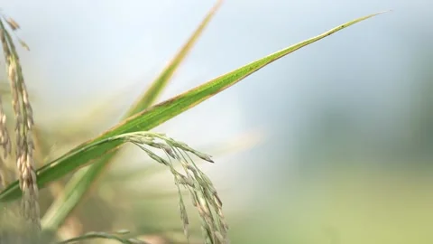 Close-up view of ripe rice with the blurry background Stock Footage 262293267