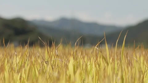 Close Up View of Ripe Rice at Field Level Video stock 347010633