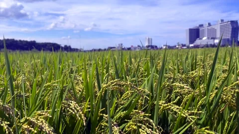 Close view of ripe rice plants with heavy golden grain growing in a lush green Stock Footage 341382049