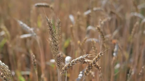 Close View of Ripe Wheat Ears During Walk Through Sunny Field. Stock Footage 338280349