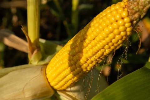 A close-up view of ripe, yellow corn nestled among green leaves, shining in.. Фото