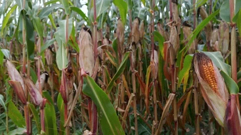 Close view of ripening corn plants growing in agricultural maize field 스톡 동영상 339499633