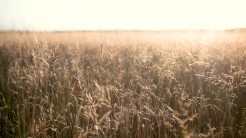 Close-up view of ripening ears of wheat field on sunset or sunrise. Lithuania. 스톡 동영상 287450012