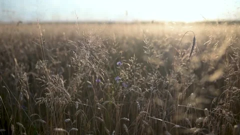 Close-up view of ripening ears of wheat field on sunset or sunrise. Lithuania. Stockbeeldmateriaal 289887492