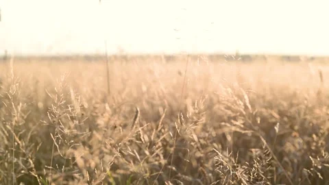 Close-up view of ripening ears of wheat field on sunset or sunrise. Lithuania. 스톡 동영상 306105098