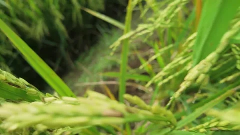Close up view of ripening green and yellow rice ears Video stock 346228121