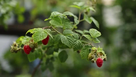 Close-up view of ripening raspberries on a leafy branch in a lush garden, bright Stock Footage 326064999