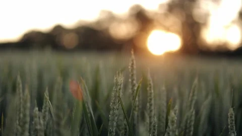 A close-up view of a ripening wheat field on a summer day at sunset. Agriculture Stock Footage 242844111