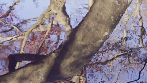 Close View of Rippling Branch Reflections at Yusaitei Kyoto 库存影片 348620954