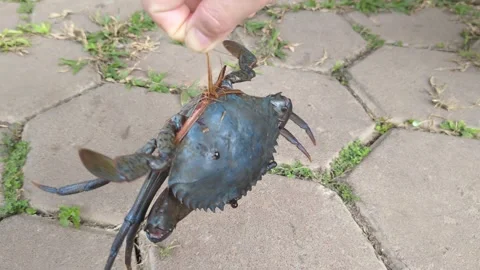 A close-up view of a river crab held by a person's hand with its claws fastened Stock Footage 302369489